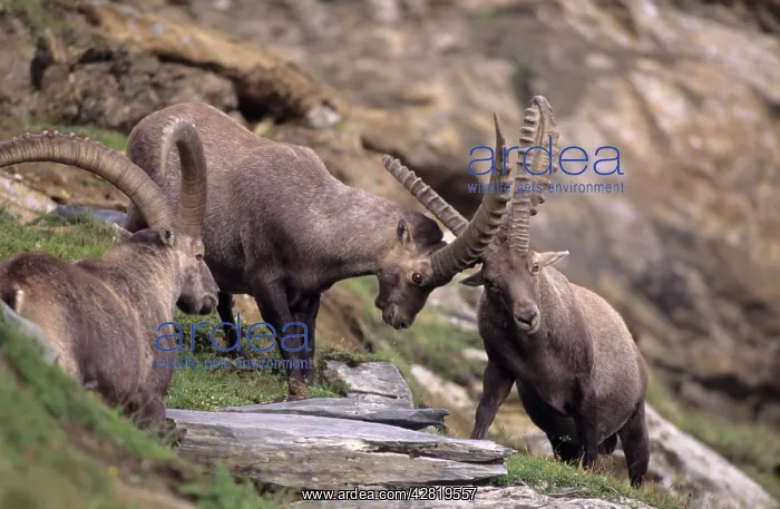 : Alpine Ibex - males fighting : Alpine Ibex - males fighting