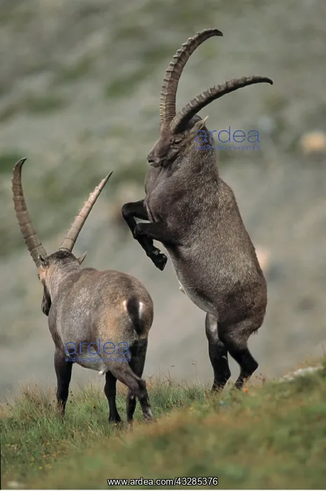 : Alpine Ibex - Males Fighting : Alpine Ibex - Males Fighting