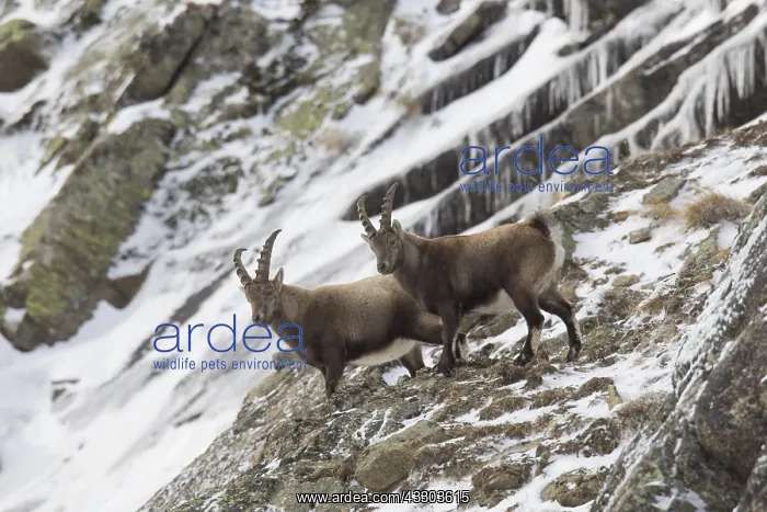 : Alpine Ibex - males in snow - Gran Paradiso, Italy : Alpine Ibex - males in snow - Gran Paradiso, Italy