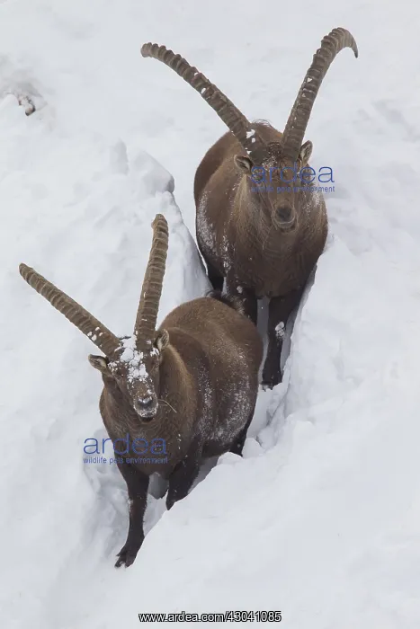  : Alpine Ibex - males in snow - Italy
