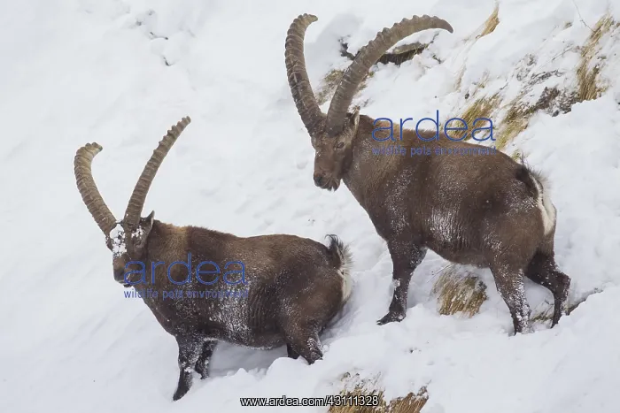  : Alpine Ibex - males in snow - Italy