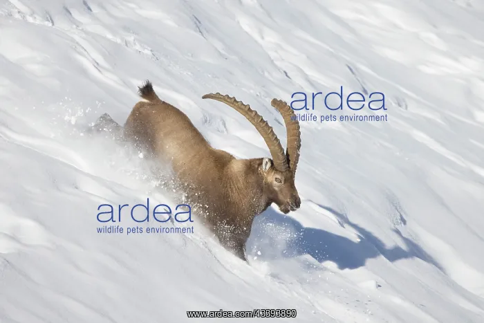 : Alpine Ibex motion : Alpine Ibex motion