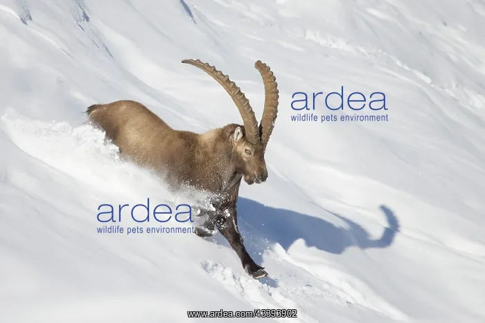 : Alpine Ibex motion : Alpine Ibex motion