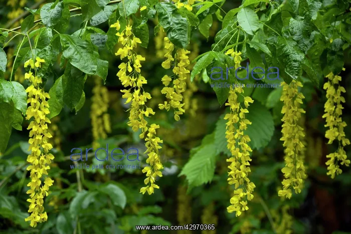  : Alpine Laburnum