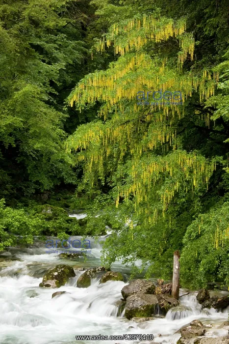 : Alpine Laburnum - tree by the Savica river : Alpine Laburnum - tree by the Savica river