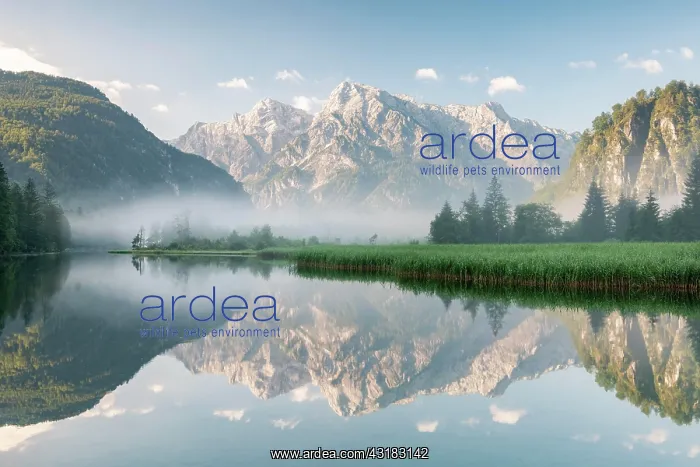: Alpine lake with reflection, fog atmosphere, Totes : Alpine lake with reflection, fog atmosphere, Totes