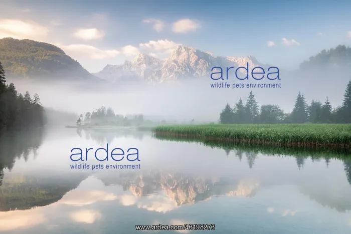 : Alpine lake with reflection, fog atmosphere, Totes : Alpine lake with reflection, fog atmosphere, Totes