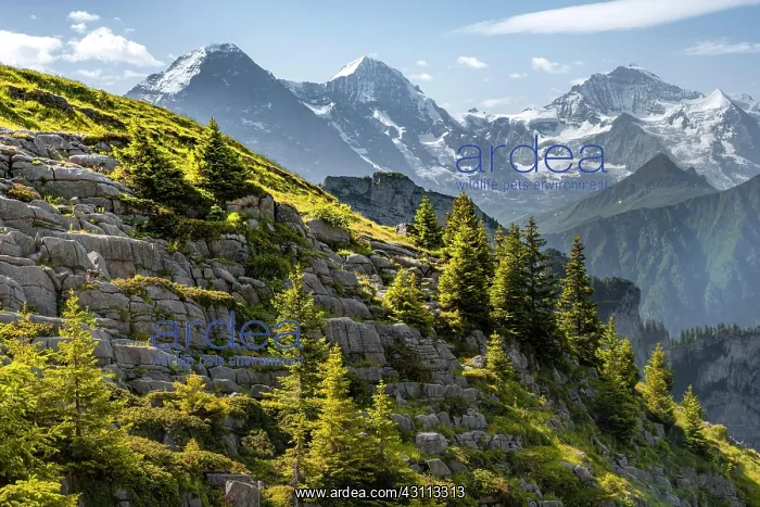 : Alpine landscape, Eiger, Mnnch and Jungfrau, mountain : Alpine landscape, Eiger, Mnnch and Jungfrau, mountain