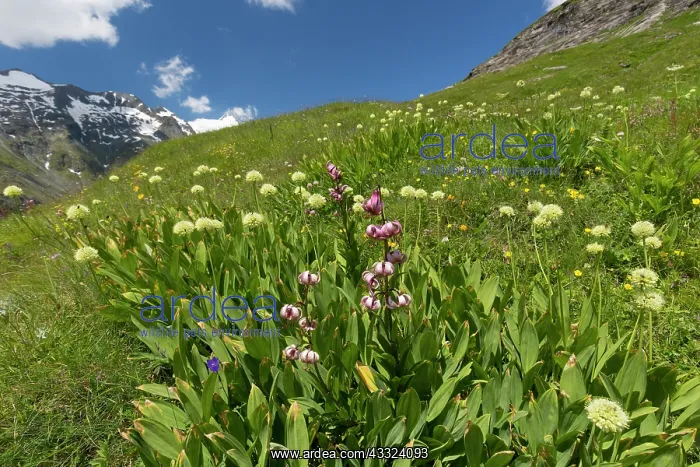 : Alpine Leek, Victory Onion flowering plants in : Alpine Leek, Victory Onion flowering plants in