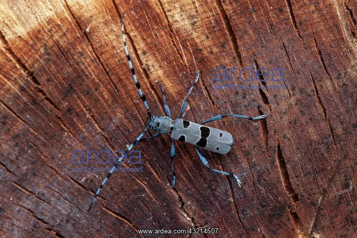 : Alpine Longhorn beetle (Rosalia alpina) male on : Alpine Longhorn beetle (Rosalia alpina) male on