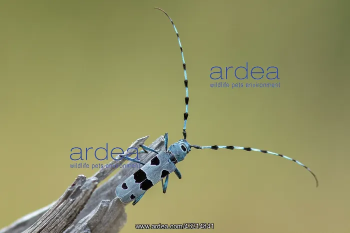 : Alpine Longhorn beetle (Rosalia alpina) male on : Alpine Longhorn beetle (Rosalia alpina) male on