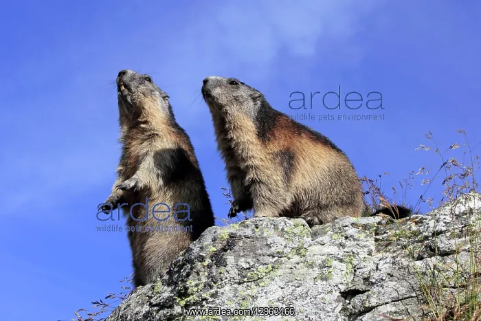 : Alpine Marmot - two together : Alpine Marmot - two together