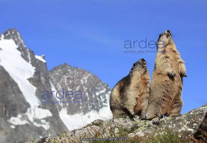 : Alpine Marmot - two together : Alpine Marmot - two together