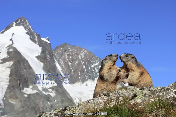: Alpine Marmot - two together : Alpine Marmot - two together