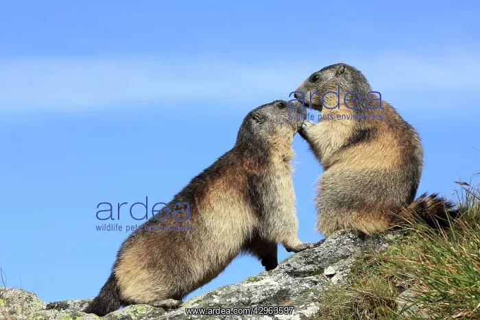 : Alpine Marmot - two together : Alpine Marmot - two together