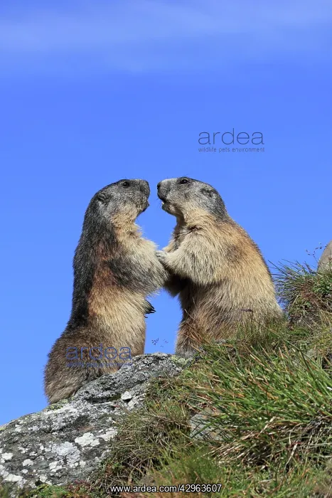 : Alpine Marmot - two together : Alpine Marmot - two together
