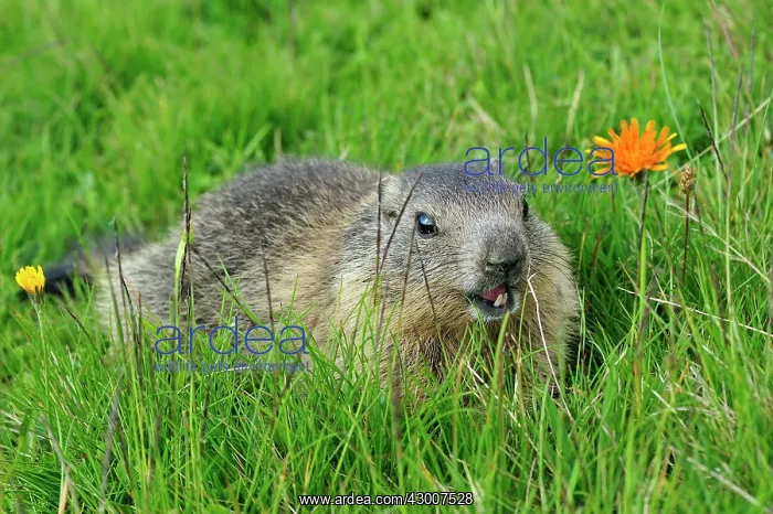  : Alpine Marmot