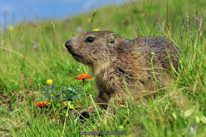  : Alpine Marmot