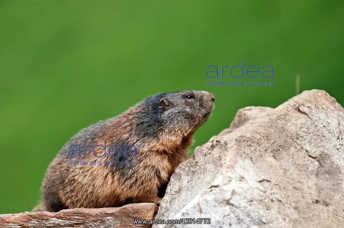 : Alpine Marmot
