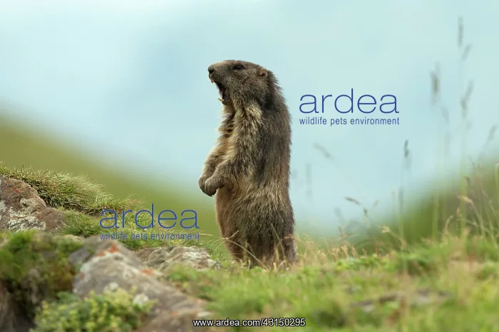 : Alpine Marmot : Alpine Marmot