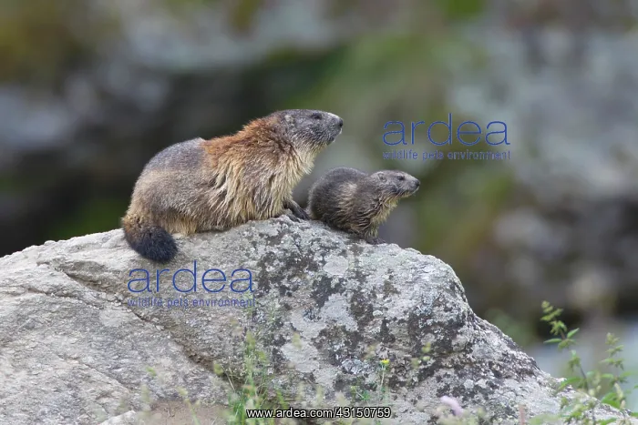 : Alpine Marmot : Alpine Marmot
