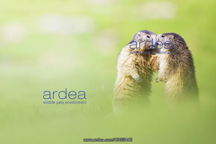 : Alpine marmot : Alpine marmot