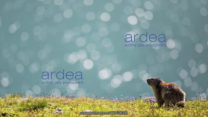 : Alpine marmot : Alpine marmot