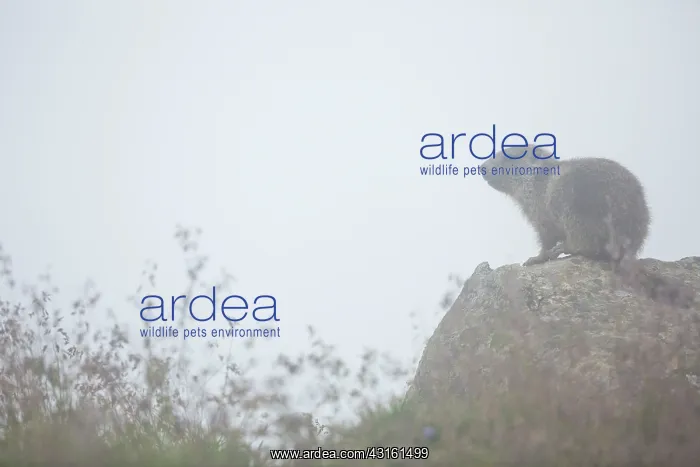 : Alpine Marmot : Alpine Marmot