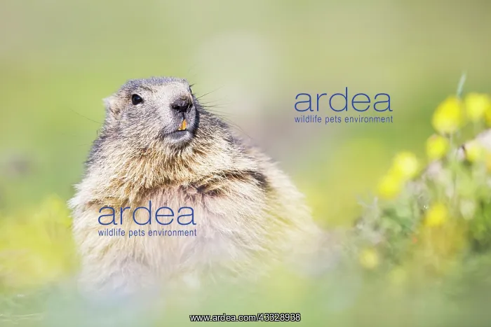 : Alpine Marmot : Alpine Marmot