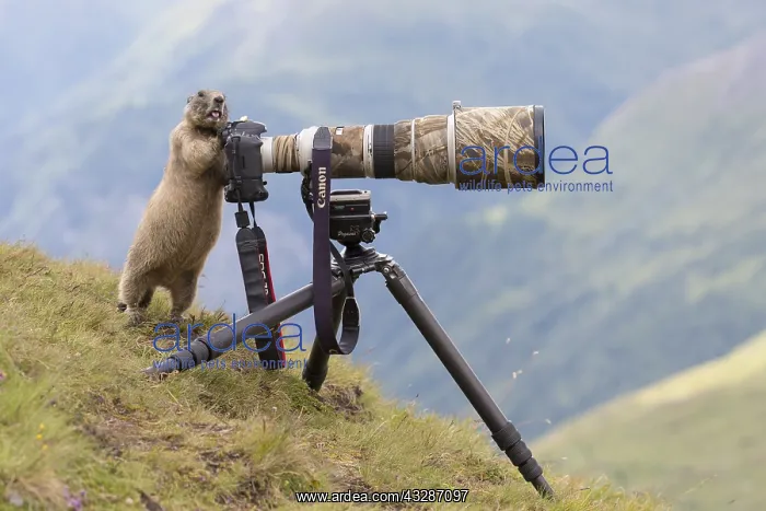 : Alpine Marmot - adult marmot behind a camera - National : Alpine Marmot - adult marmot behind a camera - National