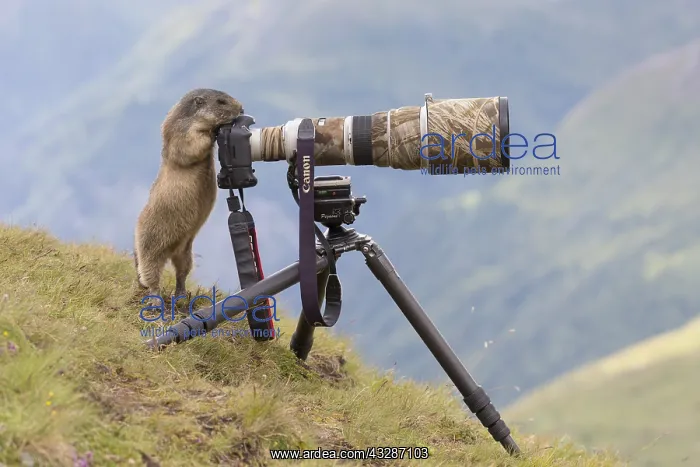 : Alpine Marmot - adult marmot behind a camera - National : Alpine Marmot - adult marmot behind a camera - National