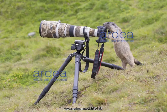 : Alpine Marmot - adult marmot behind a camera - National : Alpine Marmot - adult marmot behind a camera - National
