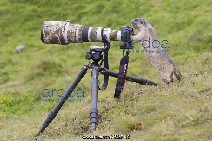 : Alpine Marmot - adult marmot behind a camera - National : Alpine Marmot - adult marmot behind a camera - National