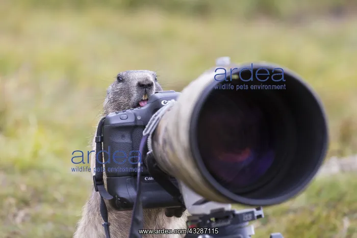 : Alpine Marmot - adult marmot behind a camera - National : Alpine Marmot - adult marmot behind a camera - National