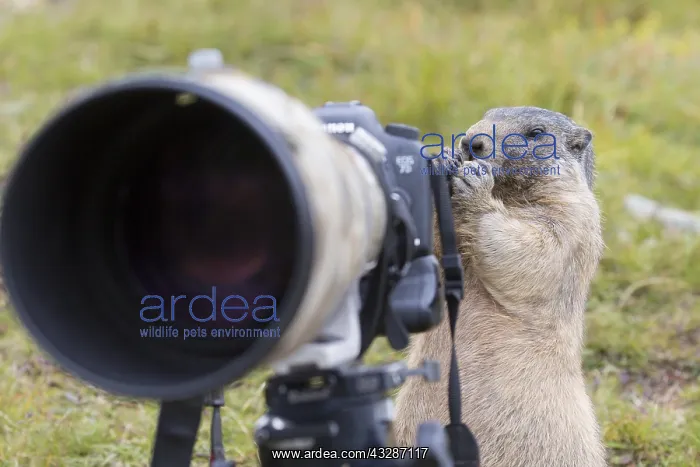 : Alpine Marmot - adult marmot behind a camera - National : Alpine Marmot - adult marmot behind a camera - National