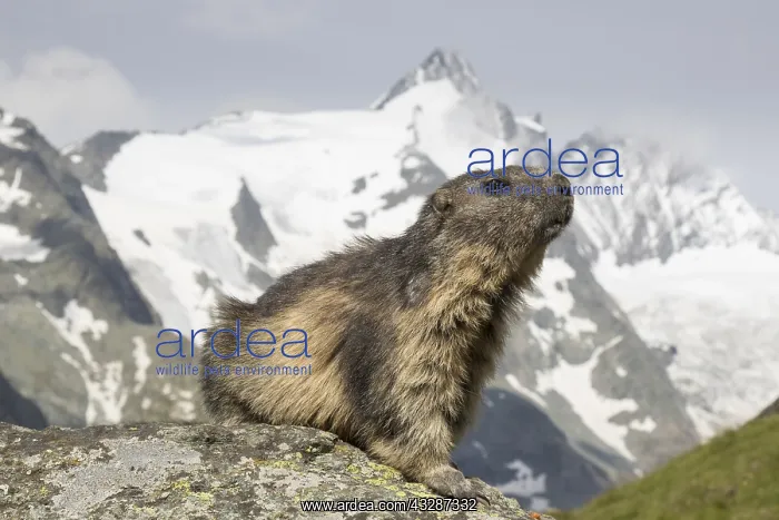 : Alpine Marmot - adult marmot with mount Grossglockner : Alpine Marmot - adult marmot with mount Grossglockner