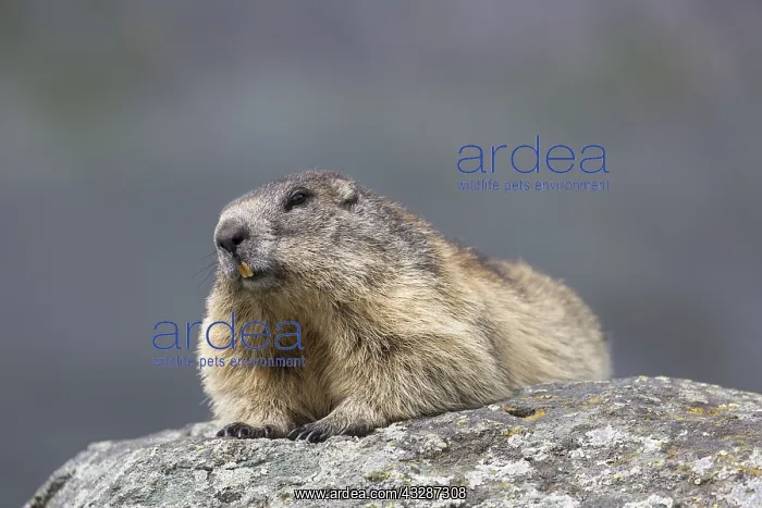 : Alpine Marmot - adult marmot, - National Park Hohe : Alpine Marmot - adult marmot, - National Park Hohe
