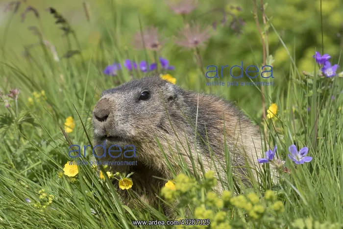 : Alpine Marmot - adult marmot, - National Park Hohe : Alpine Marmot - adult marmot, - National Park Hohe