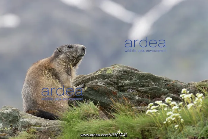 : Alpine Marmot - adult marmot - National Park Hohe : Alpine Marmot - adult marmot - National Park Hohe