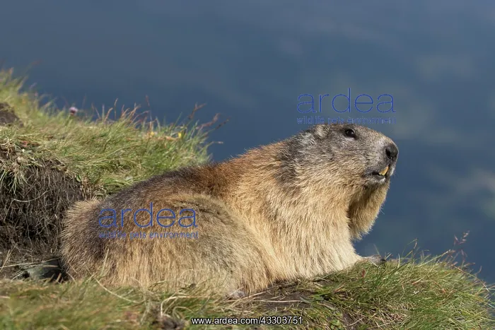 : Alpine Marmot - adult marmot - National Park Hohe : Alpine Marmot - adult marmot - National Park Hohe