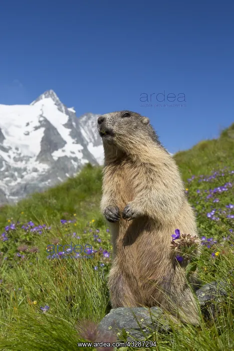 : Alpine Marmot - adult marmot standing with mount : Alpine Marmot - adult marmot standing with mount
