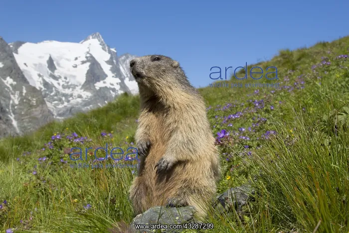 : Alpine Marmot - adult marmot standing with mount : Alpine Marmot - adult marmot standing with mount
