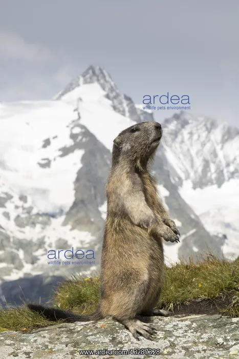 : Alpine Marmot - adult marmot standing with mount : Alpine Marmot - adult marmot standing with mount