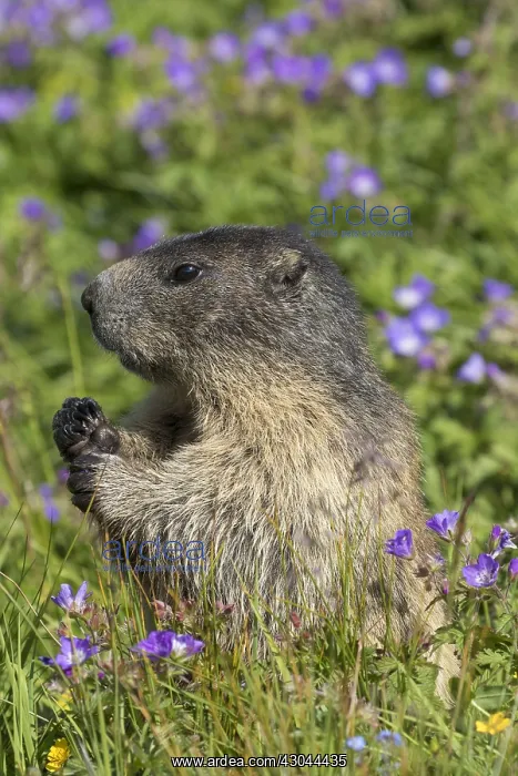 : Alpine Marmot - adult marmot standing - National : Alpine Marmot - adult marmot standing - National