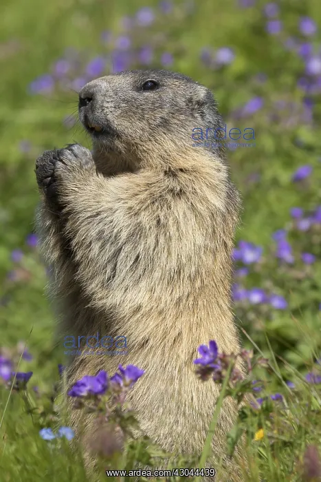 : Alpine Marmot - adult marmot standing - National : Alpine Marmot - adult marmot standing - National