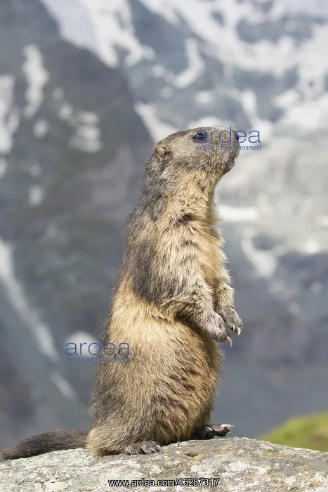 : Alpine Marmot - adult marmot standing - National : Alpine Marmot - adult marmot standing - National