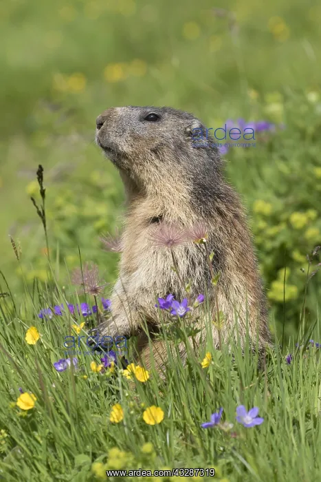 : Alpine Marmot - adult marmot standing - National : Alpine Marmot - adult marmot standing - National