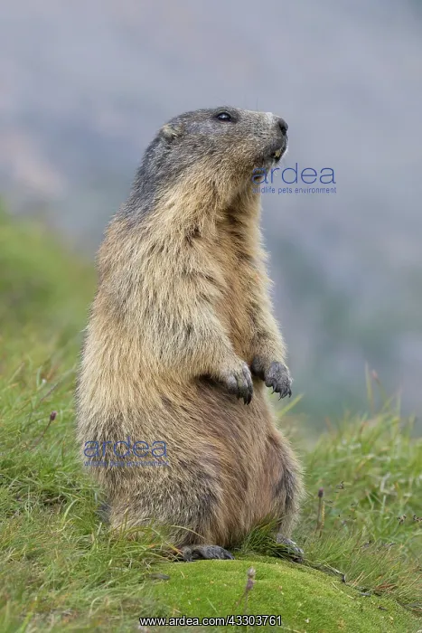 : Alpine Marmot - adult marmot standing - National : Alpine Marmot - adult marmot standing - National