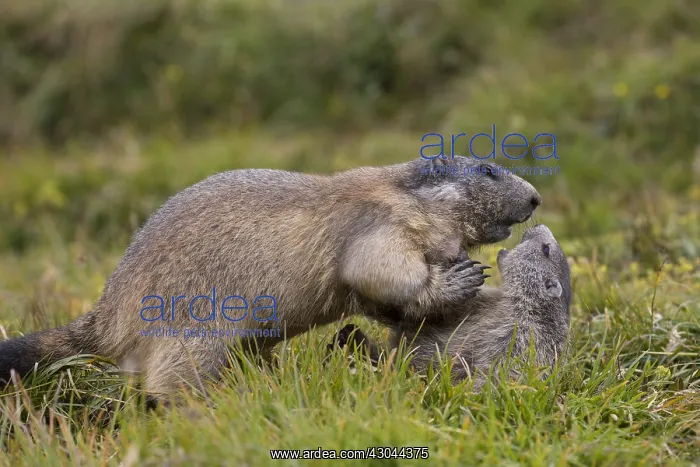 : Alpine Marmot - adult and young marmot playing : Alpine Marmot - adult and young marmot playing