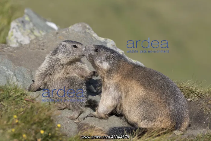 : Alpine Marmot - adult and young marmot playing : Alpine Marmot - adult and young marmot playing